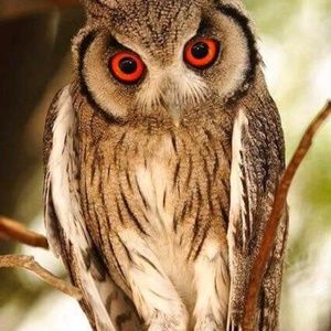 Meet your Posher, Robin